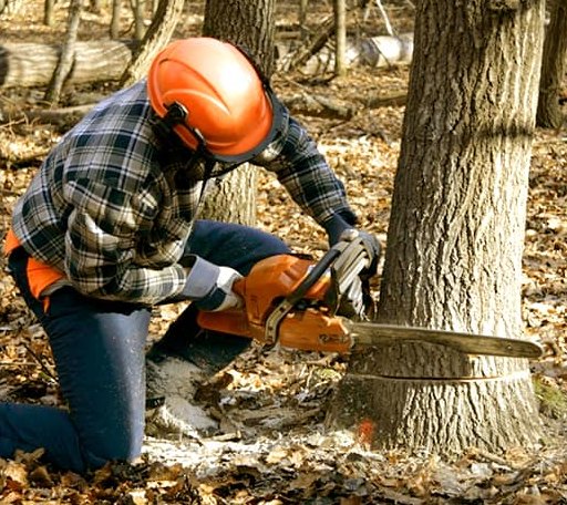 Tree Removal in Montreat, NC